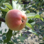 7 Tips For Controlling Frustrating Apple Scab Oregon State University