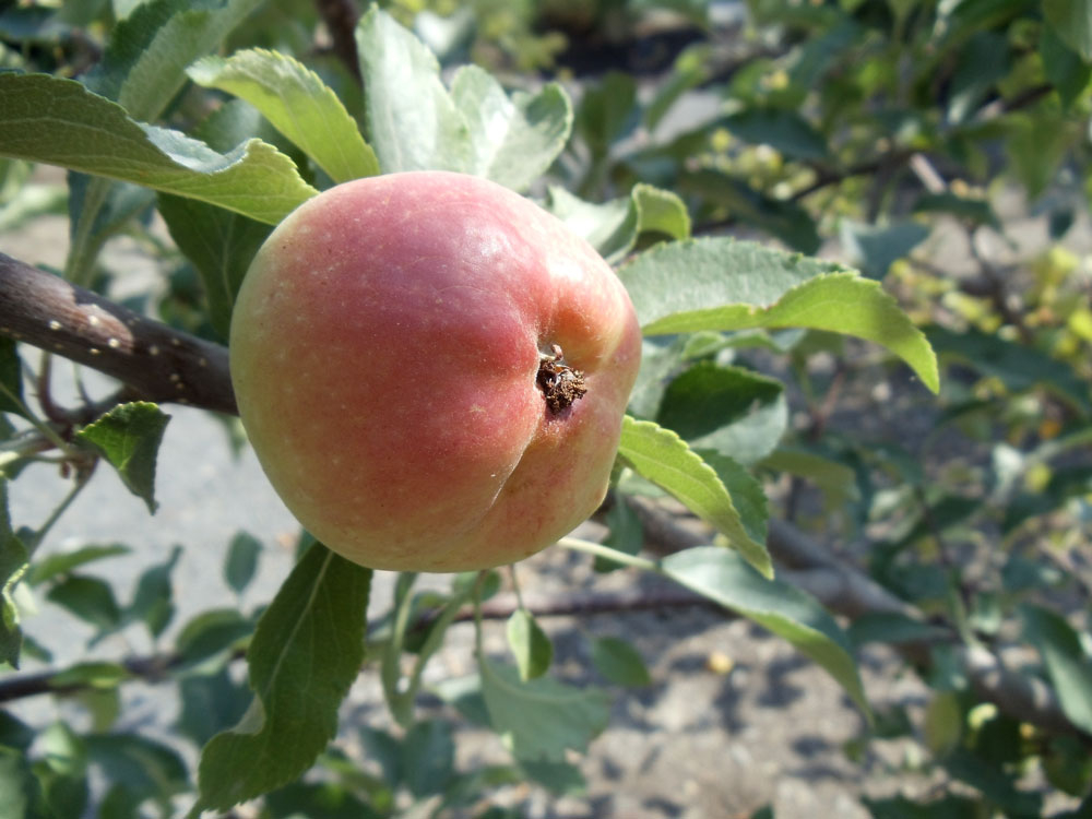 7 Tips For Controlling Frustrating Apple Scab Oregon State University