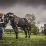 Champion Bloodlines The Percheron Horses From Windermere Farms Are