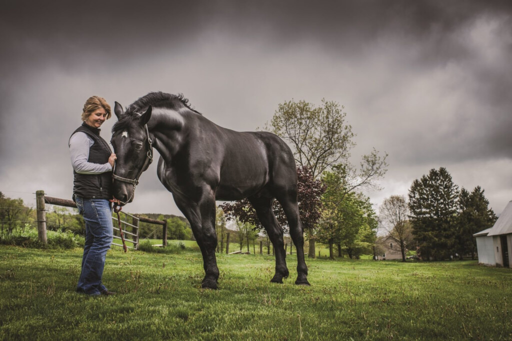 Champion Bloodlines The Percheron Horses From Windermere Farms Are 