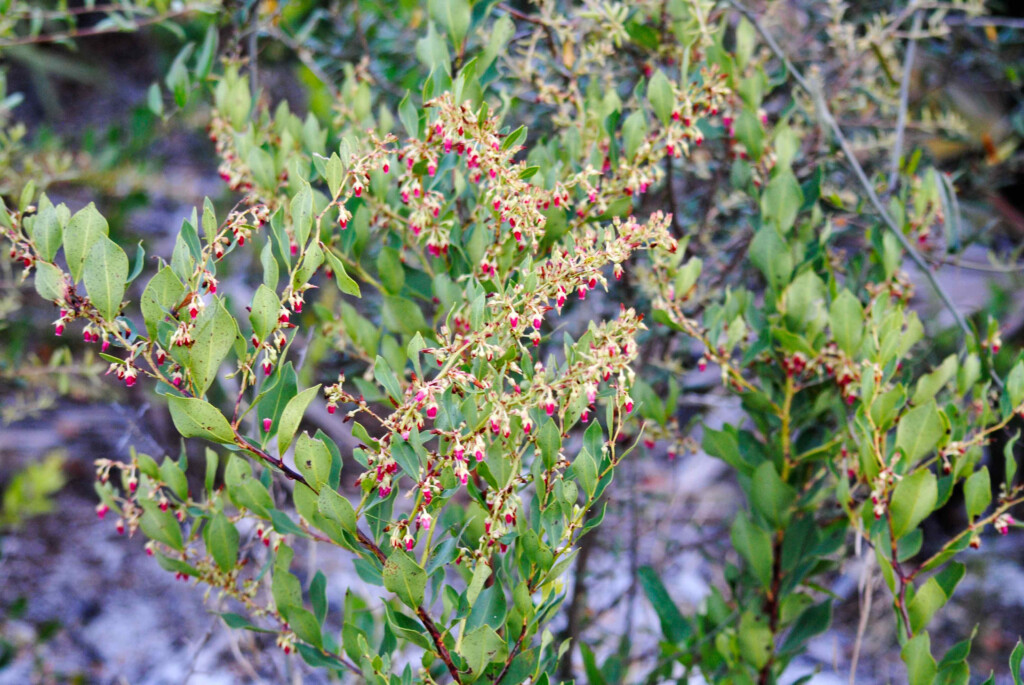 Fetterbush