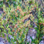 Fetterbush