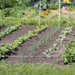 Garden Plots Schaumburg Park District