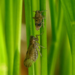 Host Plants Tell Insects When To Grow Longer Wings And Migrate WSU