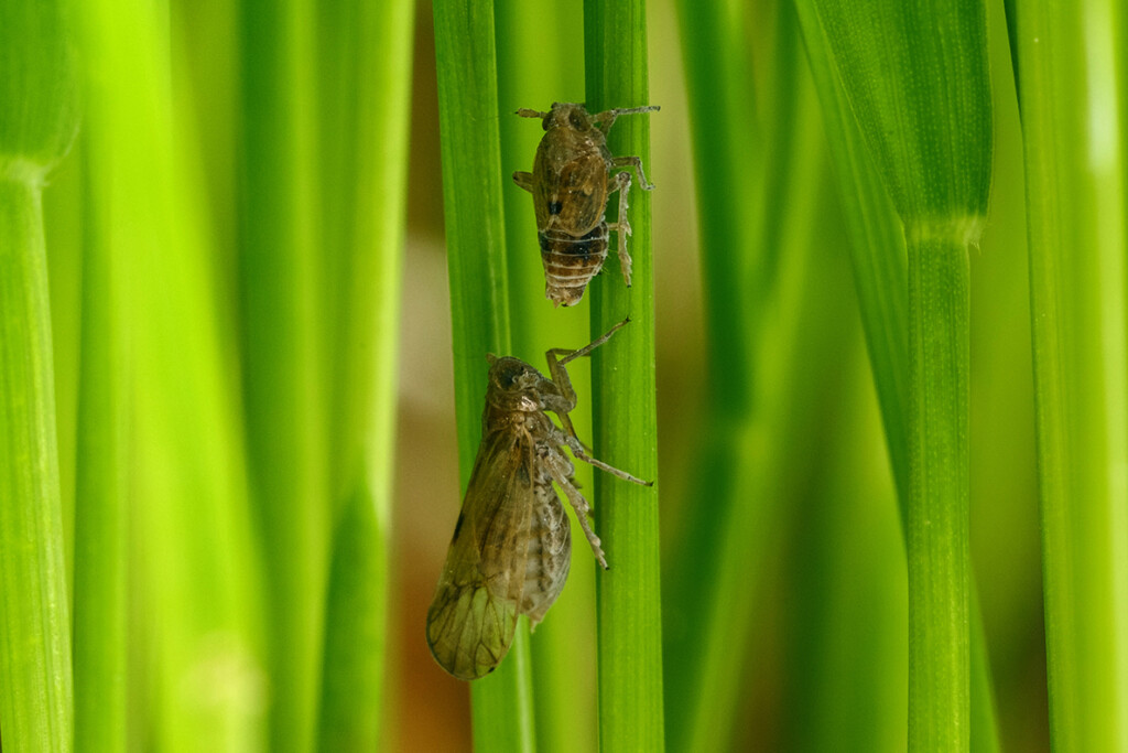 Host Plants Tell Insects When To Grow Longer Wings And Migrate WSU 