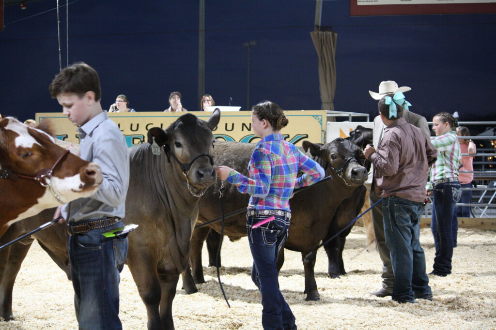 Livestock Contests