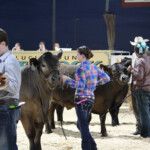 Livestock Contests