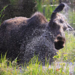 Minnesota Moose Continue To Face Variety Of Hardships As Population