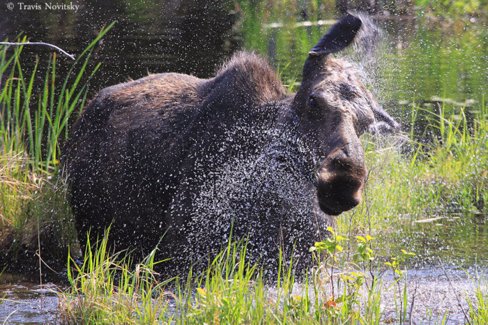 Minnesota Moose Continue To Face Variety Of Hardships As Population 