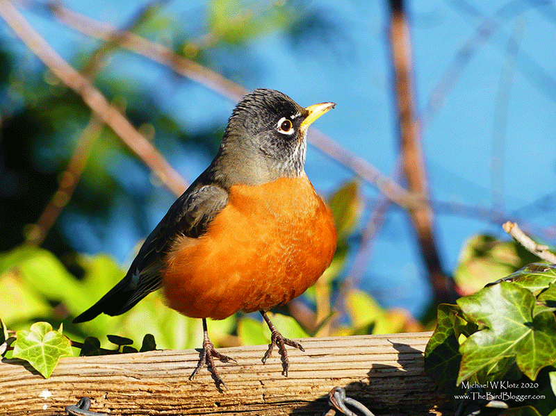 Offer Robins What They Need And They ll Stick Around Oregon State 