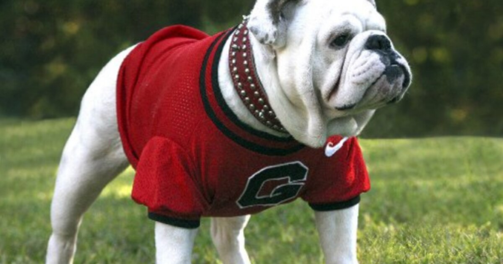 PETA Asks For UGA To Not Use Live animal Mascot After Sugar Bowl 