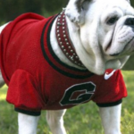 PETA Asks For UGA To Not Use Live animal Mascot After Sugar Bowl