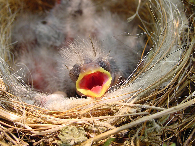 Picking Up Baby Birds Can Do More Harm Than Good Oregon State University