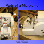 PPT Microtome S PowerPoint Presentation Free Download ID 1351432