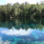 Silver Springs State Park In Florida Is Home To Hundreds Of Free