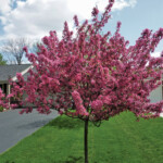 Small Spring Flowering Trees Chicagoland Gardening Web Articles