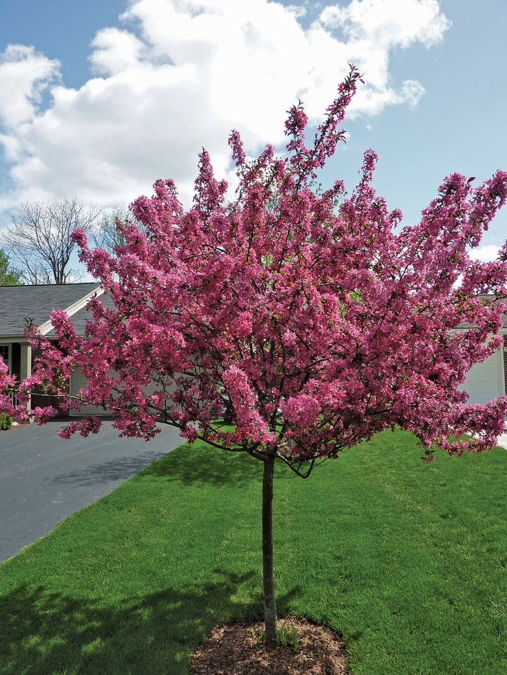 Small Spring Flowering Trees Chicagoland Gardening Web Articles 