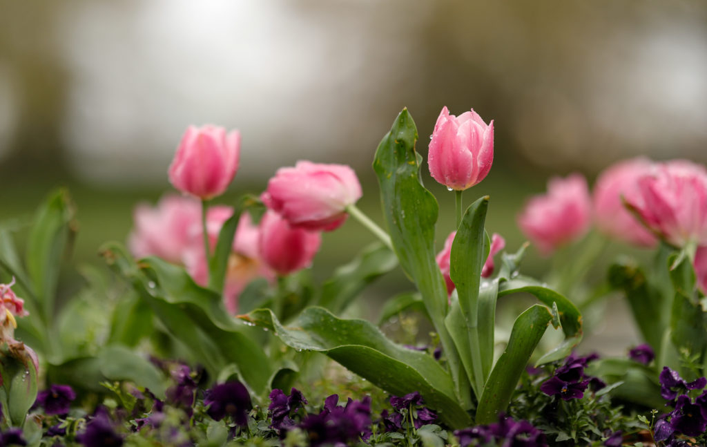 Osu Spring Academic Calendar