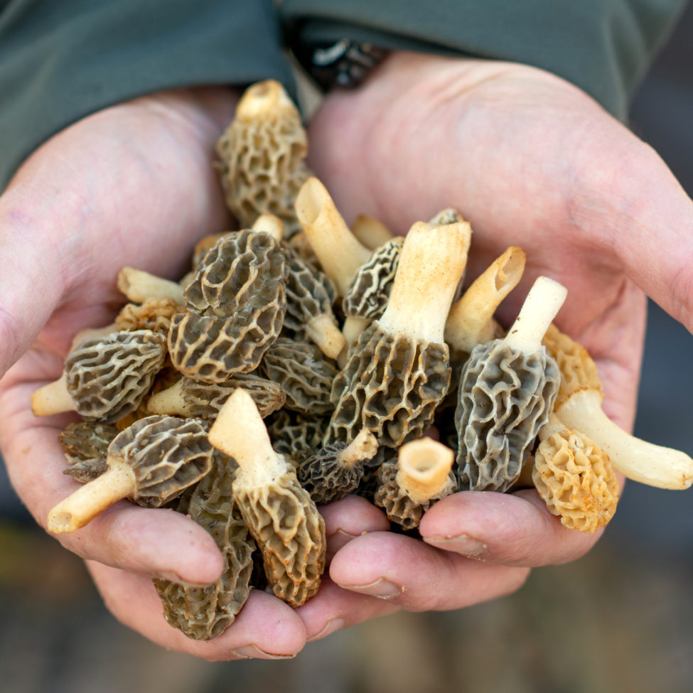 Spring Means Morels Natural History Society Of Maryland