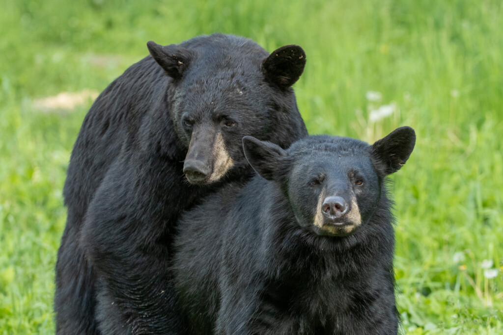 The Bear Facts Nature Smart August 7 2019 Annandale Advocate