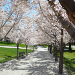 The Cherry Blossoms At The Utah State Capitol Mark The Arrival Of Spring