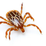 TICKS 101 How To Avoid Identify And Respond To Ticks This Summer