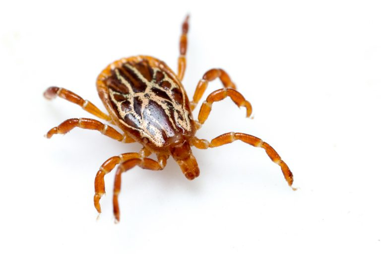 TICKS 101 How To Avoid Identify And Respond To Ticks This Summer 