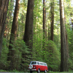 Travel Info For The Redwood Forests Of California Eureka And Humboldt