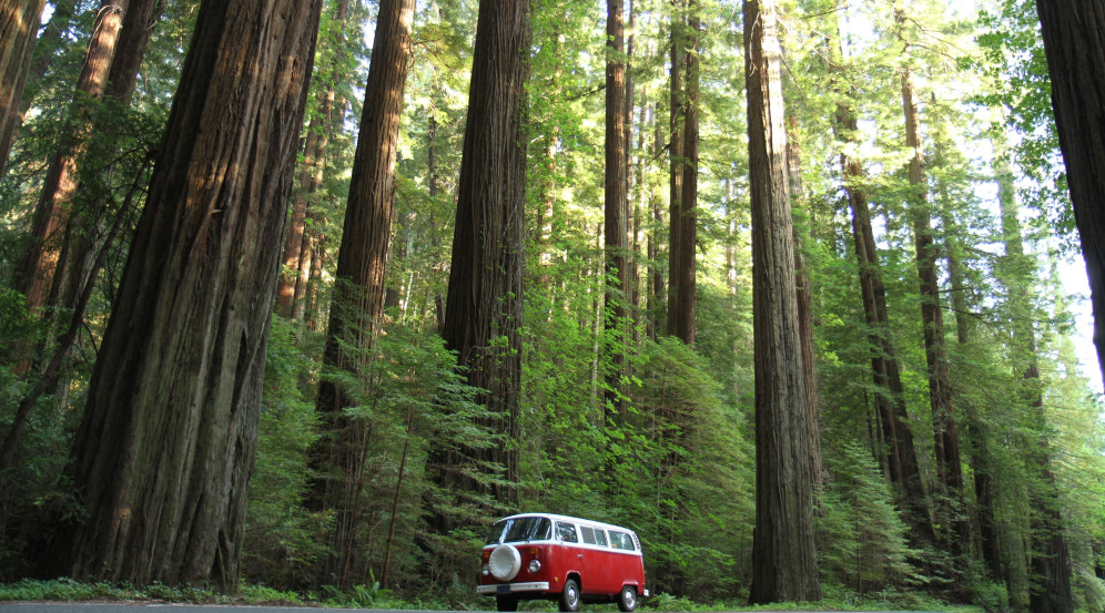 Travel Info For The Redwood Forests Of California Eureka And Humboldt 