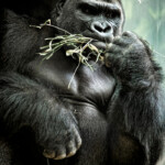 Western Lowland Gorilla At The Lincoln Park Zoo JoeyBLS Photography