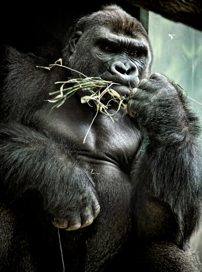 Western Lowland Gorilla At The Lincoln Park Zoo JoeyBLS Photography