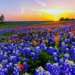 Bluebonnet Wallpapers Top Free Bluebonnet Backgrounds WallpaperAccess