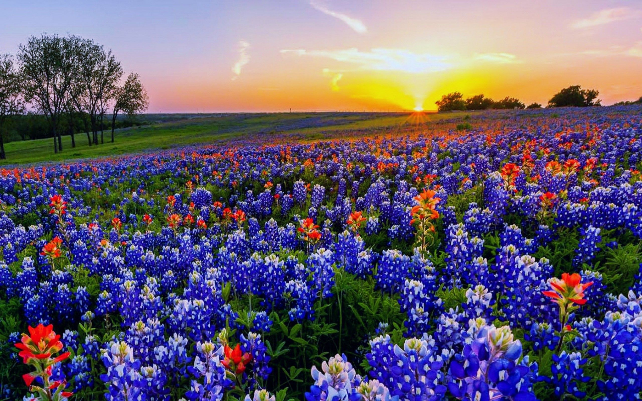 Bluebonnet Wallpapers Top Free Bluebonnet Backgrounds WallpaperAccess