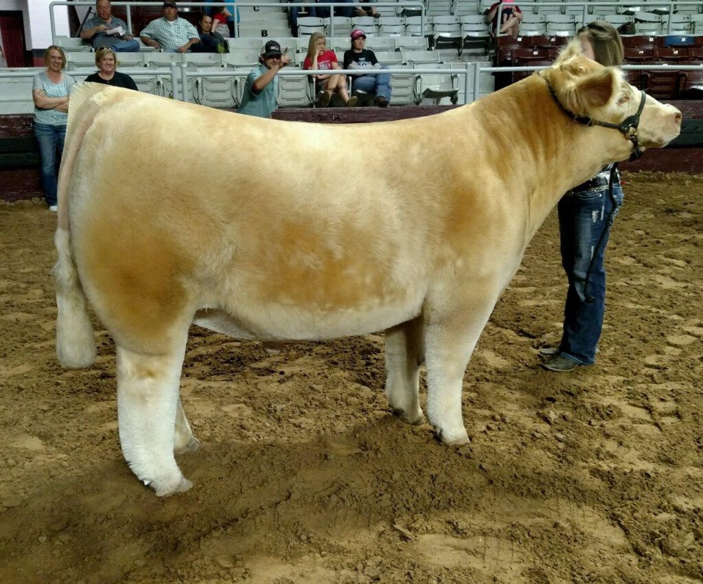 From Jeremy Clark Arkansas State Spring Show Matt Lautner Cattle