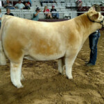 From Jeremy Clark Arkansas State Spring Show Matt Lautner Cattle